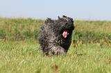 BOUVIER DES FLANDRES 127